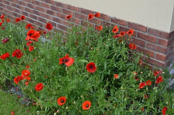 somme poppies